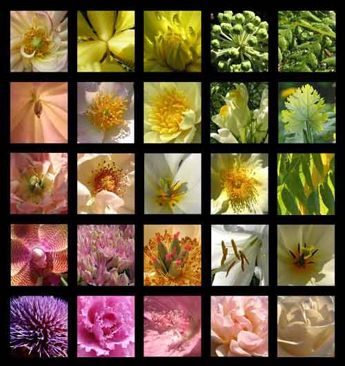 Blumenfotografie 25er Kombi