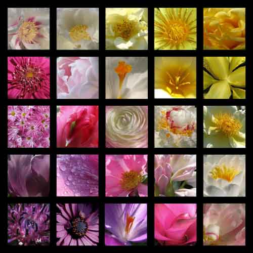 Blumenfotografie 25er Kombi