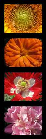 Blumenfotografie 12er Kombi