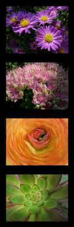 Blumenfotografie 12er Kombi