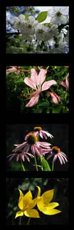 Blumenfotografie12er Kombi